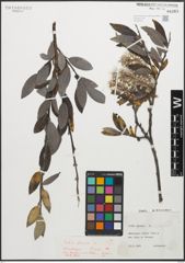 Foto von Salix glauca L.